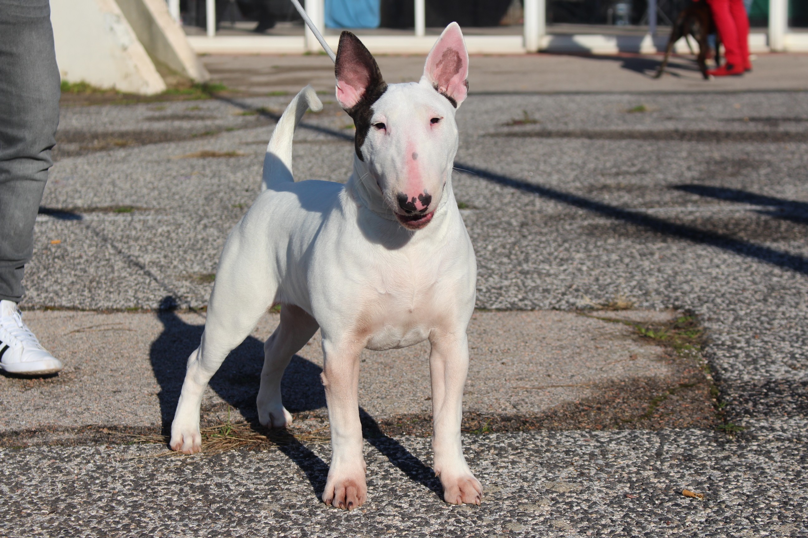 Breed Of Hurricane Miss white shadow legend