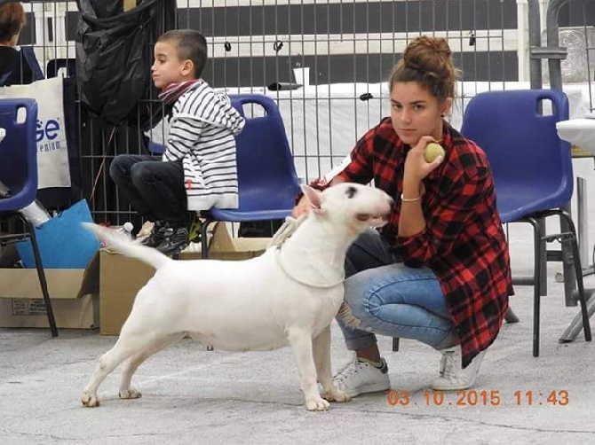 Breed Of Hurricane - RE BULL TERRIER AVIGNON 